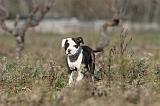 AMSTAFF  PUPPIES 073